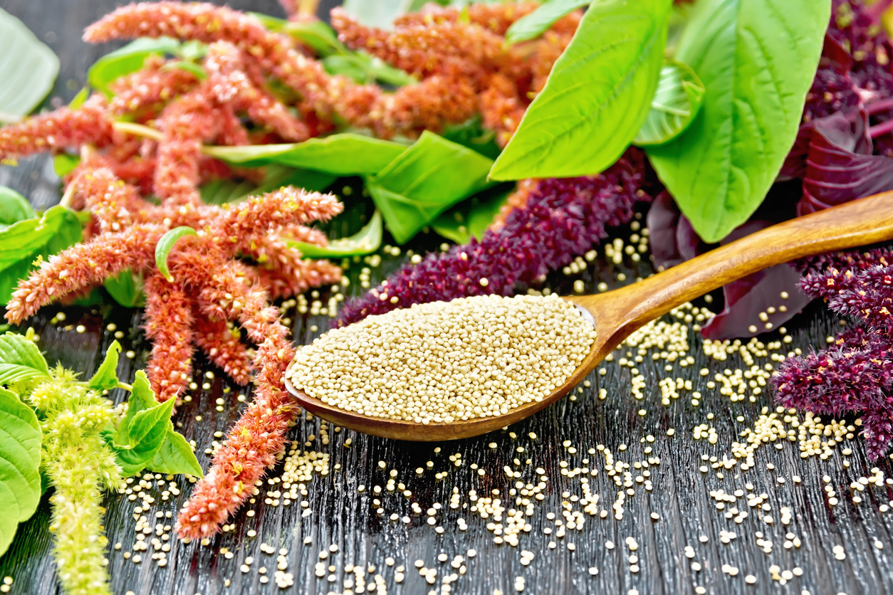 amaranth flowers with their seeds